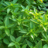 100+ Seeds- Spicy Globe Basil Seeds-Heirloom Variety-Spicy Heirloom-G042- Ocimum Basilicum