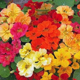 10 seeds Nasturtium ??Whirlybird Mix?? Tropaeolum majus