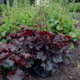 Purple Heuchera 15 Plant Seeds