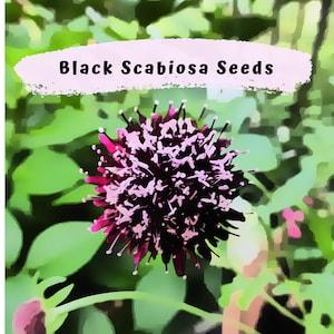Sweet Scabiosa Gothic Black Flower Seeds