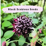 Sweet Scabiosa Gothic Black Flower Seeds