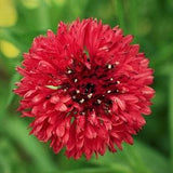 Red Tall Bachelor Button Seeds | Non GMO Heirloom USA Cornflower Garden Flower Bouquet Seed Rose Plant Vegetable Corn for 2024 Fast Shipping