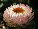 100Seed APRICOT & PEACH STRAWFLOWER Mix Coral Paper Daisy Helichrysum Bracteatum