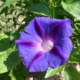Morning Glory Seeds (Ipomoea purpurea) - 50+ seeds