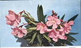 Oleander Bermuda Lili Perfume Factory Card #2 Advertising Postcard