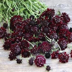20 seeds Scabiosa 'Black Knight' - Pincushion Flower