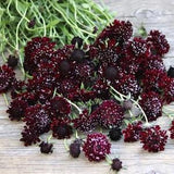 20 seeds Scabiosa 'Black Knight' - Pincushion Flower