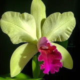 Rlc Yen Surprise 'Seiko' Blooming size cattleya orchid hybrid. Fragrant green and red blooms. Bifoliate growth habit.