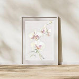 Botanical Watercolor Wall Art Of White and Pink Orchids With Green Stems