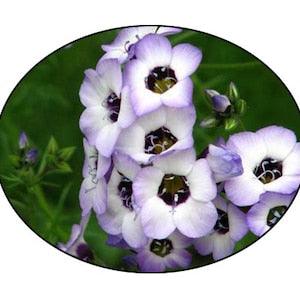 Bird's Eye Gilia Flower Seeds - Blue Gilia - Bee Flower - Pollinator Flower - Gilia - flower seed