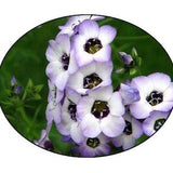 Bird's Eye Gilia Flower Seeds - Blue Gilia - Bee Flower - Pollinator Flower - Gilia - flower seed