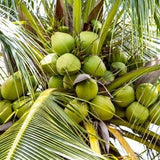 Coconut Husk Fiber COMPOST 100% NATURAL Growing Media Plants and Great for Orchid Potting Mix