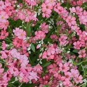 Baby's Breath Carmine Flowers 1g - 1000 NON GMO Seeds - Gypsophila Elegans