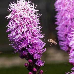 Florist Choice! Kobold Dense Blazing Star {Liatris spicata} 25+ seeds indoor starter New US seller