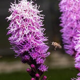 Florist Choice! Kobold Dense Blazing Star {Liatris spicata} 25+ seeds indoor starter New US seller