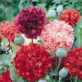 Peony- Double mix- 100 Seeds- New