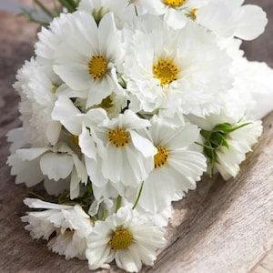 20 All White Cosmos Seed Mix / Cosmos bipinnatus / English Garden / Wildflowers / Cottage / Bouquet Flowers / Wedding / White Flowers