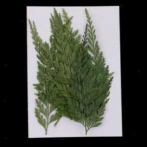 12 Real Pressed Dried Flower Leaves For Epoxy Resin Jewelry Making Art Craft