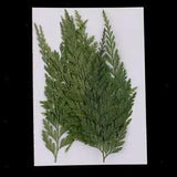12 Real Pressed Dried Flower Leaves For Epoxy Resin Jewelry Making Art Craft