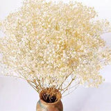 Dried-Babys-Breath-Flowers-Bouquet,  17.2 Inch 2500+ Ivory White Flowers, Natura
