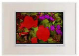 Wild Flowers Plants 013024 Red Ranunculus And Purple Browalia Watercolour Pictu