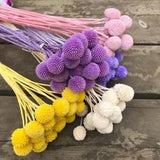 10 Pcs Dried Flower Natural Everlasting Bouquet Ball Gold Orbs Home Decor Craft