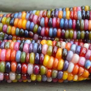 LARGE PACKET | 20 seeds of Non-GMO Rainbow Bliss Corn - Ships From Canada | Vegetable Seeds. New