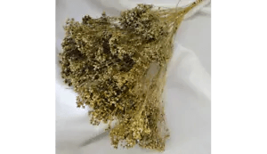 NATURAL AIR DRIED DYED GOLD BROOM BLOOM - FLORAL FOLIAGE FILLER