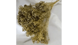 NATURAL AIR DRIED DYED GOLD BROOM BLOOM - FLORAL FOLIAGE FILLER