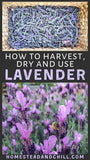 How to Harvest, Dry & Use Lavender Flowers Flower Delivery