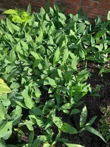 7 Lily of the Valley plants bare roots