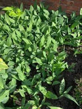 7 Lily of the Valley plants bare roots