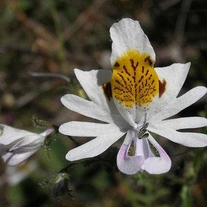 20 Schizanthus pinnatus  Seeds,   Butterfly flower  Seeds , Poor mans orchid Seeds