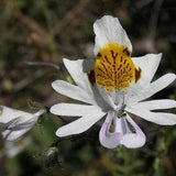 20 Schizanthus pinnatus  Seeds,   Butterfly flower  Seeds , Poor mans orchid Seeds