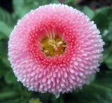 50+ BELLIS TASSO STRAWBERRIES & CREAM, ENGLISH DAISY, AWARD WINNER FLOWER SEEDS