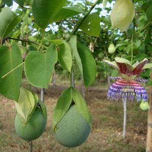 Passiflora Maliformis Seeds,Climbing Plant,Delicious Edible Passion Flower Fruits,Passiflora Maliformis Seeds for Planting,Fresh Seeds