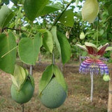 Passiflora Maliformis Seeds,Climbing Plant,Delicious Edible Passion Flower Fruits,Passiflora Maliformis Seeds for Planting,Fresh Seeds