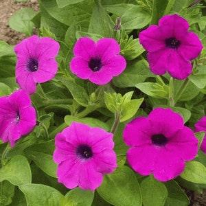 50 Pcs Wild Violet Petunia Flower Seeds-PETUNIA VIOLACEAE- Shanin Petunia-FL222-Beautiful Trumpet shaped Flower-Petunia Intergrifolia