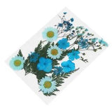 Preserved Flowers Jewelry Art Floral Decors Pressed Dried Flowers