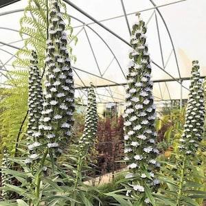 539/ Withe Plants 25 Echium seeds Echium Seeds Vulgar Organic Flowerseeds Color Flowers Garden plants