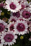 'Berry White' Flower Delivery