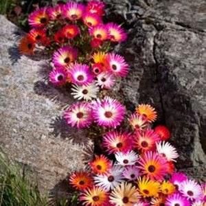 No504 Mix Flowers Colorplants Ice Plant 15 Seeds Zaden Seeds