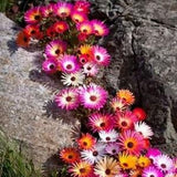 No504 Mix Flowers Colorplants Ice Plant 15 Seeds Zaden Seeds