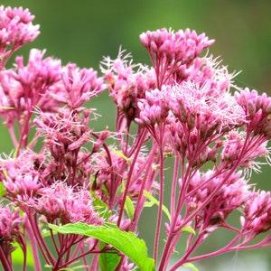 Spotted Joe Pye Weed Seeds Tall Perennial Eutrochium Maculatum a Beautiful Native Canadian Wildflower