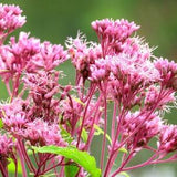 Spotted Joe Pye Weed Seeds Tall Perennial Eutrochium Maculatum a Beautiful Native Canadian Wildflower