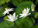 Nymphaea Pubescens White 500 Seeds, Hairy Water Garden Lily For Aquarium Ponds