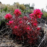 INDIAN PAINTBRUSH Castilleja Indivisa UNIQUE Orange Red Hardy Wildflower 5 Rare Seeds