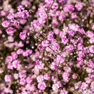 Baby??s Breath Flower Seeds - Grow Beautiful Flowers Indoors, Outdoors, In Pots, Grow Beds, Soil, Hydroponics & Aquaponics