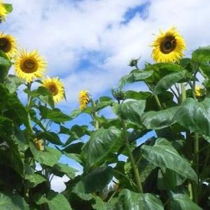 Kong F1 Sunflower Seeds, Giant Branching Sunflowers, 25 Seeds // Non-GMO, helianthus annuus