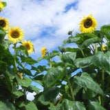 Kong F1 Sunflower Seeds, Giant Branching Sunflowers, 25 Seeds // Non-GMO, helianthus annuus